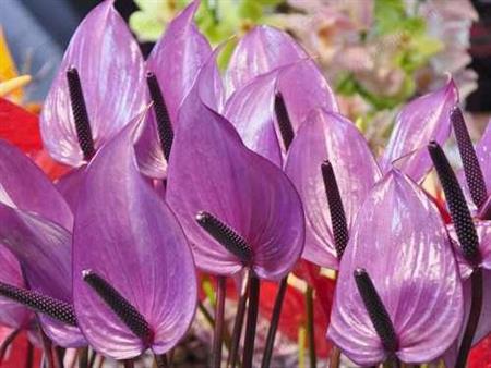 Semillas Bonsai Flores Púrpura Anthurium Andraeanu X10