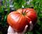 Semillas Tomate Mexicano Zapoteca Gigante Raras Pack X 20