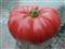 Semillas Tomate Beefsteak Gigante Pack X 20